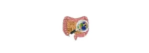 Megasporebiotic megapre enhance scfa microbial diversity jpg webp