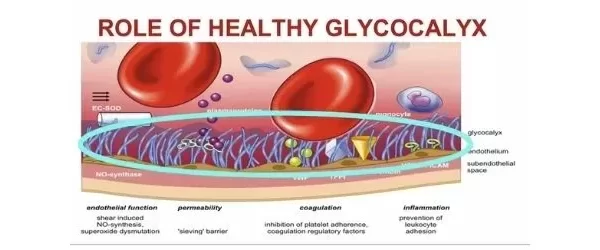 healthy glycocalyx