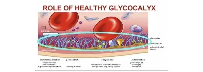 healthy glycocalyx