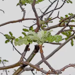 Boswellia jpg webp