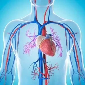 Cardiovascular health jpg webp
