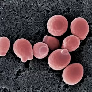 Yeast jpg webp